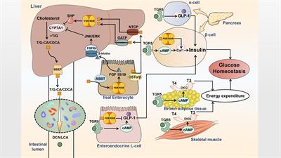 Gut microbiota: A new target for T2DM prevention and treatment